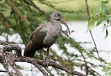 Hadada Ibis